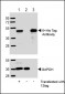 His Tag Antibody