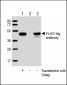 FLAG tag antibody (DYKDDDDK)