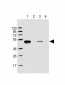 GST Tag Antibody