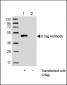 E tag Antibody
