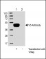 V5 Tag Antibody