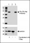 Glu-Glu tag Antibody