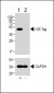 HIS Tag Antibody