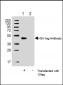 HSV tag Antibody