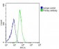 RPL14 Antibody (C-Term)