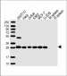 RPL14 Antibody (C-Term)