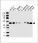ERLIN2 Antibody (C-term)