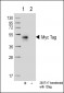 Myc Tag Antibody