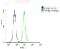 RPS7 Antibody (N-Term)