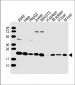 RPS7 Antibody (N-Term)