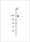 NOTCH3 Antibody (C-term Q2306)