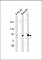 DCLK1 Antibody