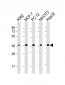 EIF2A Antibody