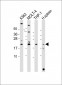 AIF1 Antibody (N-term)