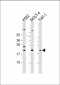 AIF1 Antibody (N-term)
