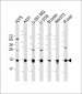 RPL34 Antibody (Center)