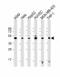 VASP Antibody (C-term)