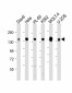 THRAP3 Antibody (C-term)