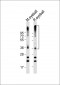 RHO Antibody (C-term)