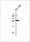 FGF18 Antibody (N-term)
