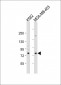 ALOX15 Antibody (C-term)