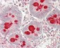Anti-MLZE Antibody (aa109-158) 