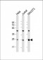 EIF4E Antibody