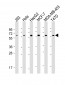 VDR Antibody