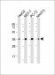 EIF2A Antibody