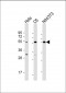 PTEN Antibody (N-term)