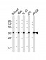 WBP2 Antibody (C-term)