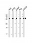 MYC Antibody