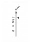 RAMP3 Antibody (C-term)