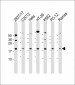 KRAS Antibody (C-term)