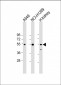 GCNT3 Antibody (N-term)
