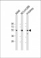 GCNT3 Antibody (N-term)
