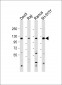 LILRB1 Antibody (Center)