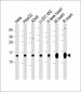 COX5B Antibody (Center)
