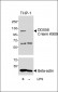 RIG-I Antibody (C-term)