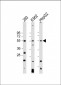 VEGFC Antibody