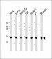 UBE2D2 Antibody (N-term)