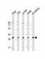 HOXB4 Antibody (Center)