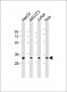 RPS2 Antibody (N-Term)