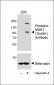 Phospho-MSK1 (Thr581) Antibody