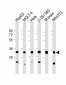 PITPNA Antibody (C-term)