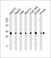 PITPNA Antibody (C-term)