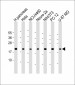 TMED10 Antibody (C-term)