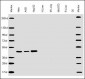 CYK18 Antibody (C-term)