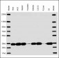 PCNA Antibody