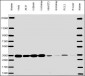 GAPDH Antibody